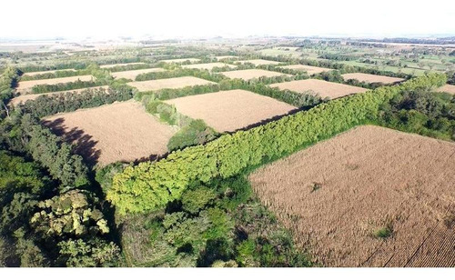 Imagen 2 de 16 de 230 Has Castelli, Campo En Venta 95 % Agrícola - Estancia Histórica Y Productiva