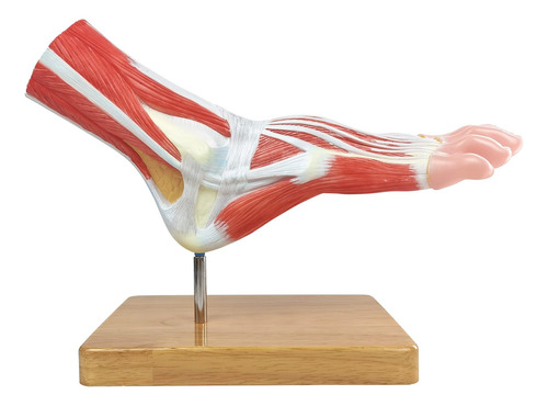 Modelo De Esqueleto Anatomico Del Pie, Tamaño Natural.