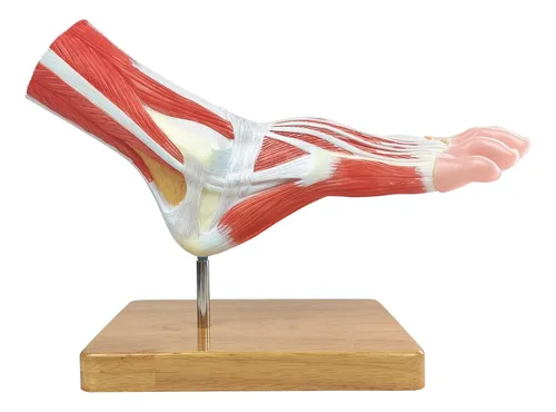 Modelo De Esqueleto Anatomico Del Pie, Tamaño Natural.
