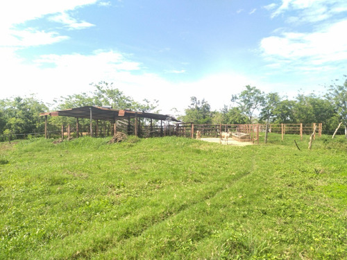 Imagen 10 de 17 de Finca En Venta Ubicada En San Jose De Sanare Estado Falcon.