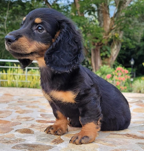 Encantador Cachorro Teckel Black And Tan Peludito De 45 Dias