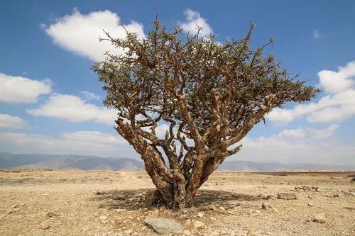 comprar 5 Semillas De Sagra Semillas De Arbol De Olivo Semillas De A
