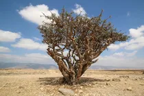 Comprar 5 Semillas De Sagra Semillas De Arbol De Olivo Semillas De A