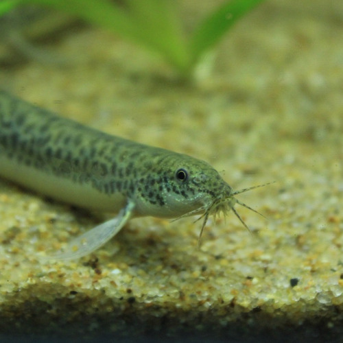Peces Locha Dojo Agua Fria - Acuaworld
