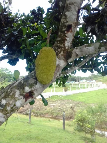 Fazenda De Piscicultura
