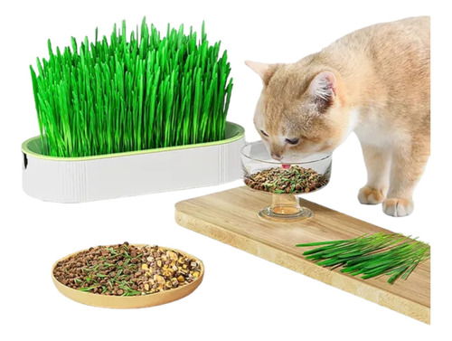 Kit Para Preparar Pasto Para Gato Mascota Incluye Semillas