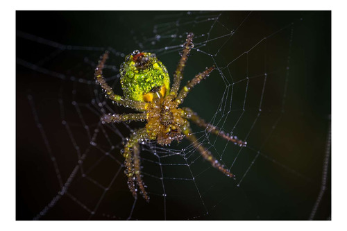 Vinilo 20x30cm Tarantula Araña Spider Insecto Wild P2