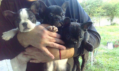 Bulldog Frances Nenes
