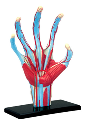 Aa Modelo De Mano Humana Extraíble Para Estudio En Clase