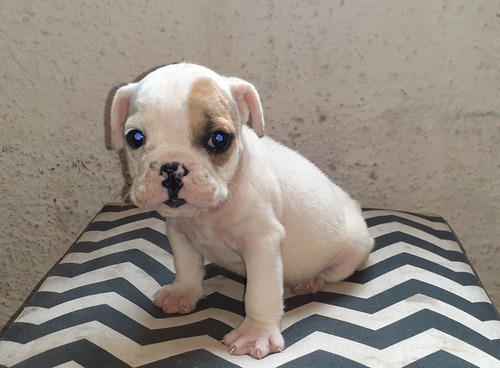 Imagen 3 de 6 de Bulldog Ingles Cachorros