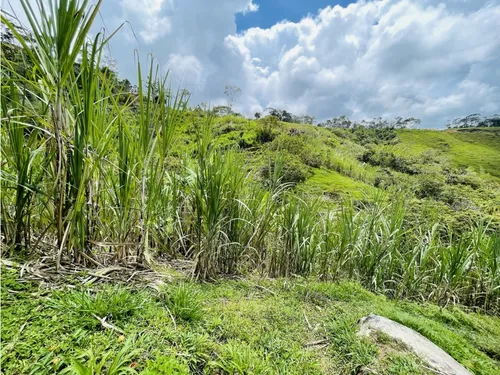 Se Vende Finca De 7 Hectáreas En San Roque, Antioquia