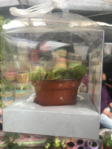 Imagen 4 de 4 de Dionaea Muscipula Planta Carnívora Venus Atrapamoscas