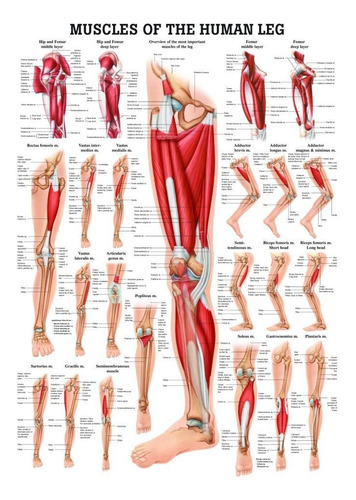 Musculo Pierna Laminado Anatomia Grafico Anatomical