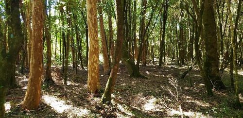 Imagen 6 de 16 de Agrícola En Venta En Río Bueno