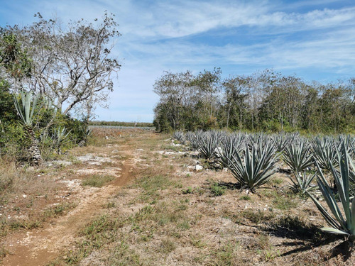 Ofrezco Excelente Terreno, Entre Telchac Y Sinanche, Yucatan, Mexico