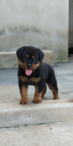 Filhotes De Rottweiler Com Pedigree Cbkc E Microchip