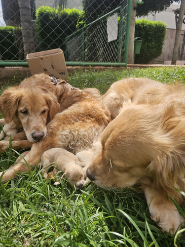 Filhotes De Golden Rretriever Puro