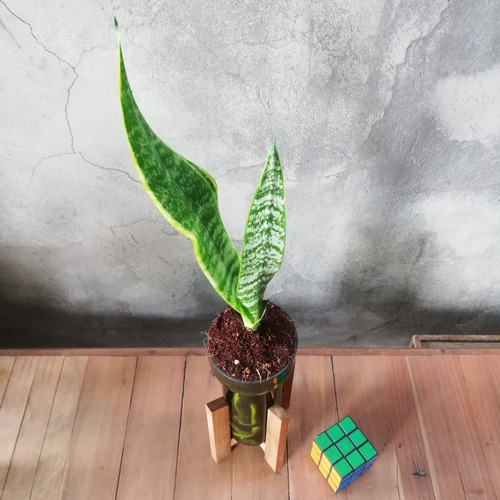 Imagen 8 de 10 de Lengua De Suegra Little Plant 24 Con Soporte