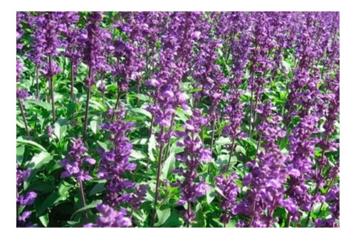Semilla Mix Aromaticas Anasac Mimbral