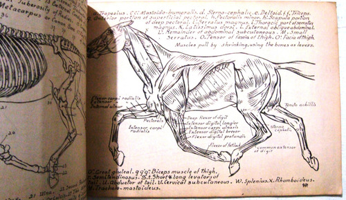 Dibujo Arte Caballos Drawing Horses Tinta Lapiz 1946 Pitman (Usado)