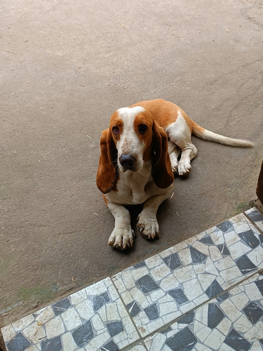 Busco Novia Para Basset Hound 