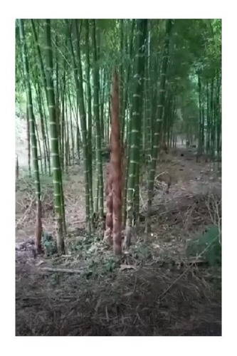 Bambu Guadua Angustifolia Cañas Tratadas Con Sales De Boro 