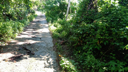 Hermoso Y Amplio Terreno Al Lado Del Hotel Bahia Principe Cayacoa En Samana.