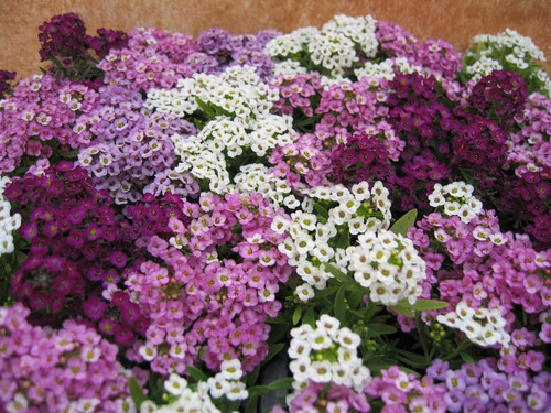 Semillas De Alyssum  Bello Jardin Epoca De Siembra