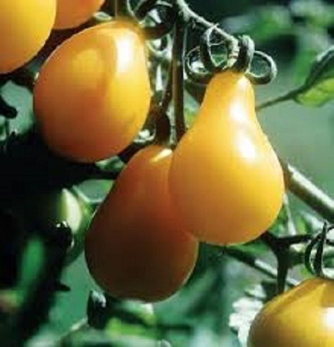 Sementes Tomate Pera Laranja - 100mg = 50