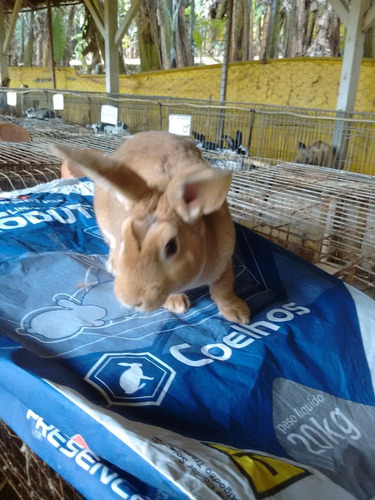 Imagem 7 de 8 de Coelhos Rex