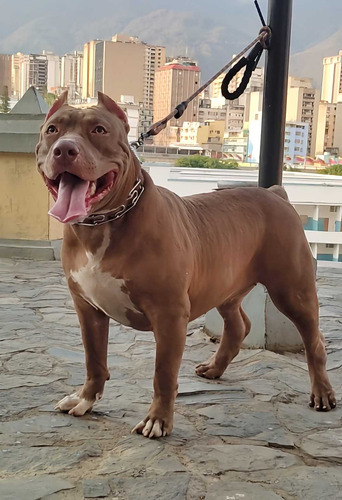 Cachorros American Bully Xl Disponibles