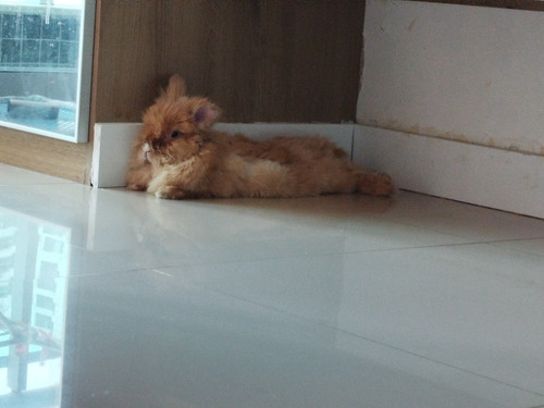 Hospedagem Para Todos Os Animais