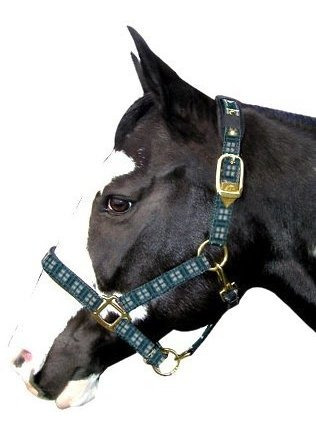 Intrepid International Caballo Tartan Nylon Acolchado Halter