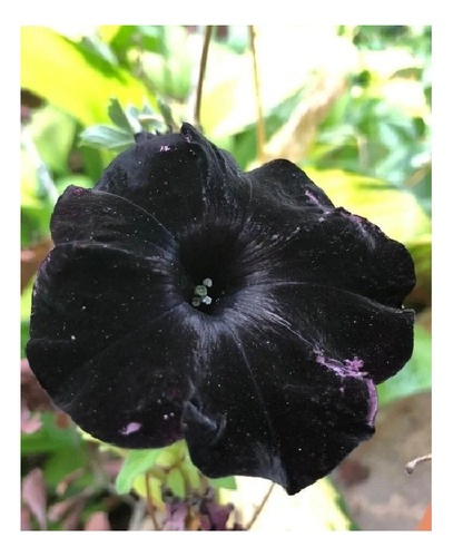 100 Semillas De Flor De Petunia Negra