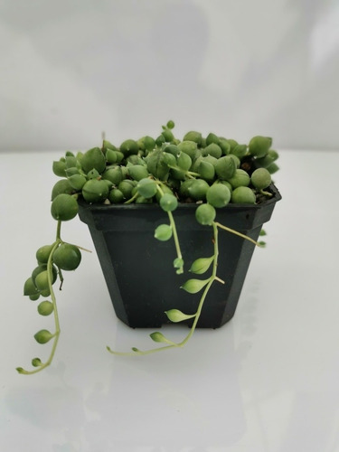Imagen 2 de 11 de Suculenta Rosario (senecio Rowleyanus) 30 Pzas Envío Dhl