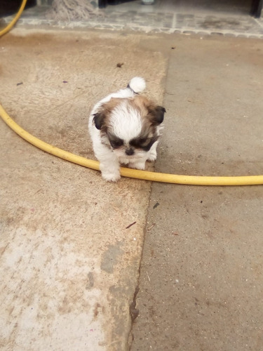 Shih Tzu Precio De Locura Cachorro Garantizado.