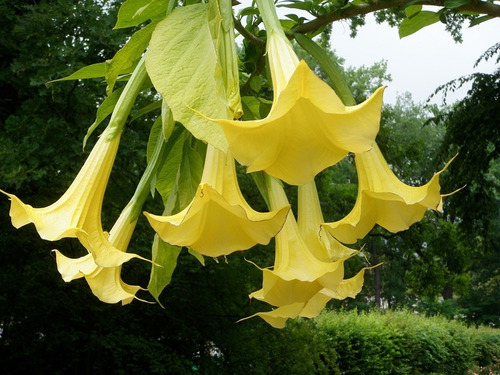 Estacas De Brugmânsia -datura Arbórea - Flor Ornamental !