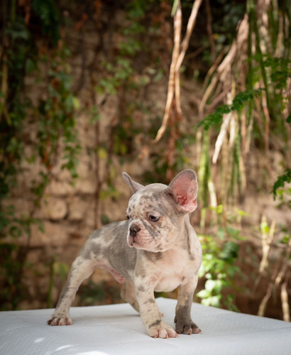 Bulldog Exoticos 1 Hembra Y 3 Machos Raza Garantizada Vip Macho 1 Junio16