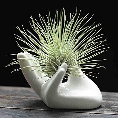 Dahey, Soporte Para Maceta De Cerámica Tillandsia