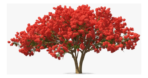 Arbol De Fuego 25 Semillas Chivato Delonix Regia