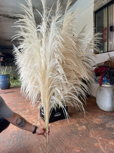 Capim Dos Pampas Brancos Premium. Kit Com 10 Hastes Raro