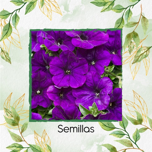 100 Semillas Flor Petunia Azul Violeta  + Obseq Germinación