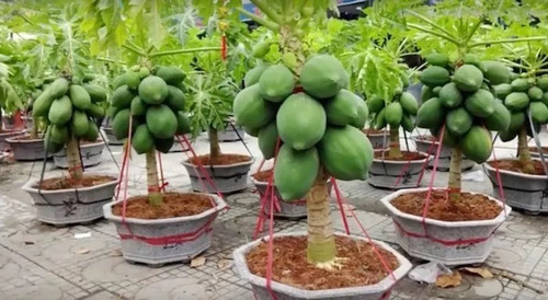 100 Sementes Mamão Anão Do Amazonas Papaya Sementes Original