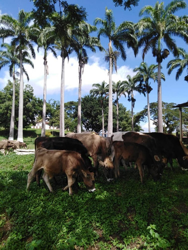 Imagen 17 de 20 de Finca En Carabobo Bejuma Aa
