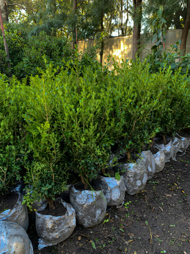 Buxus Excelentes Ejemplares