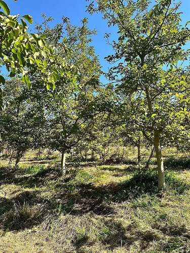 Sitio En Venta Paine