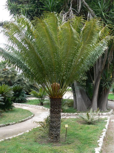 Palmera Cyca Circinalis - Deco, Piscinas, Paisajismo