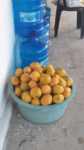 Vendo Casa .com Pequeno Sitio Frutífero E Casa Do Caseiro