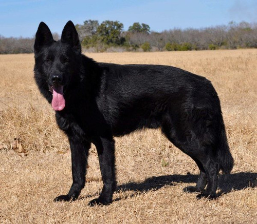 Ovejero Belga 9 Negro