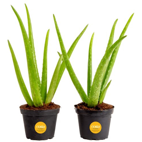 Aloe (paquete De 2), Planta Suculenta Viva, Planta De I...